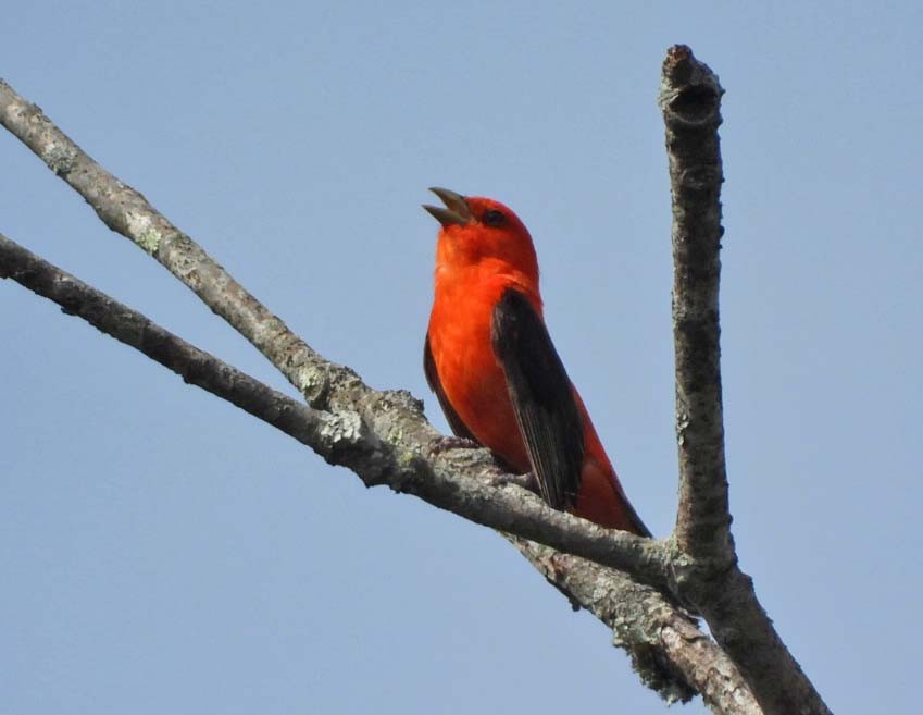 Scarlet Tanager - ML619581118