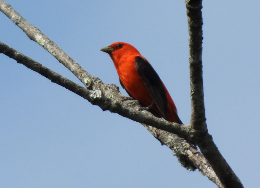 Scarlet Tanager - ML619581119