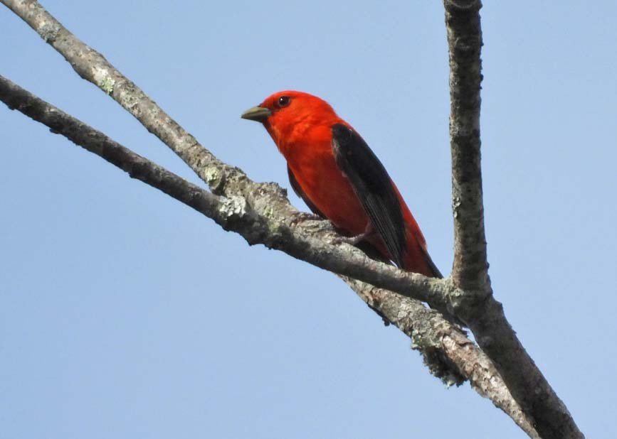 Scarlet Tanager - ML619581121