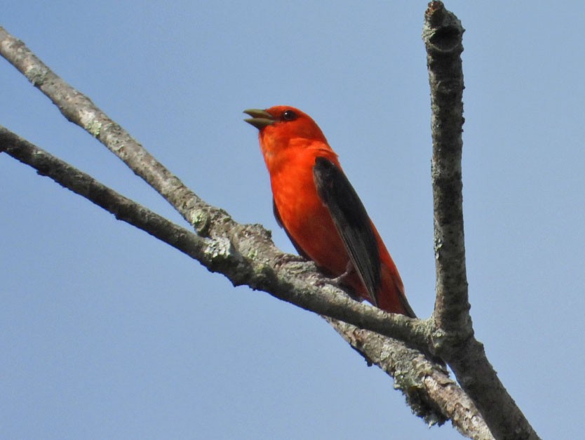 Scarlet Tanager - ML619581122