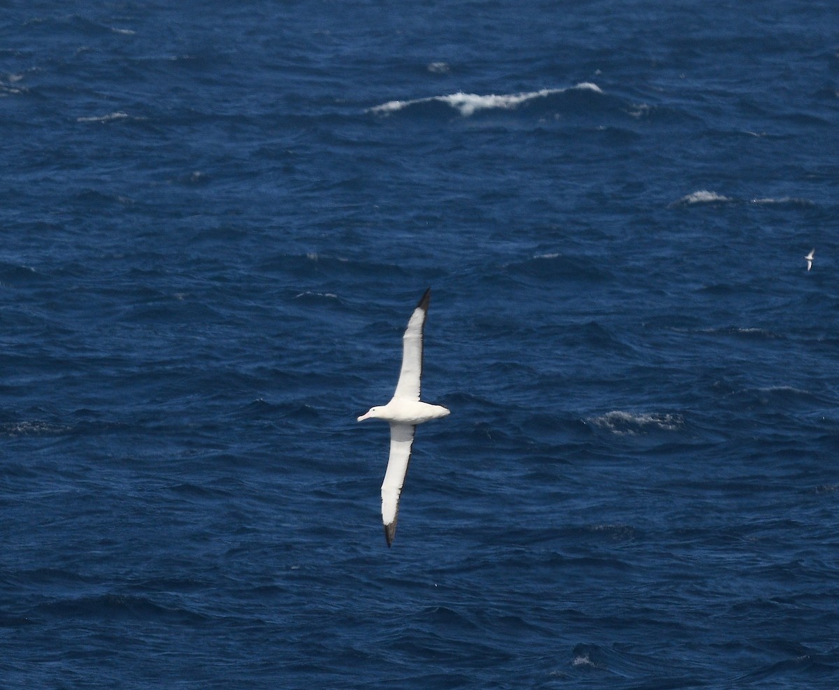 Northern Royal Albatross - ML619581160