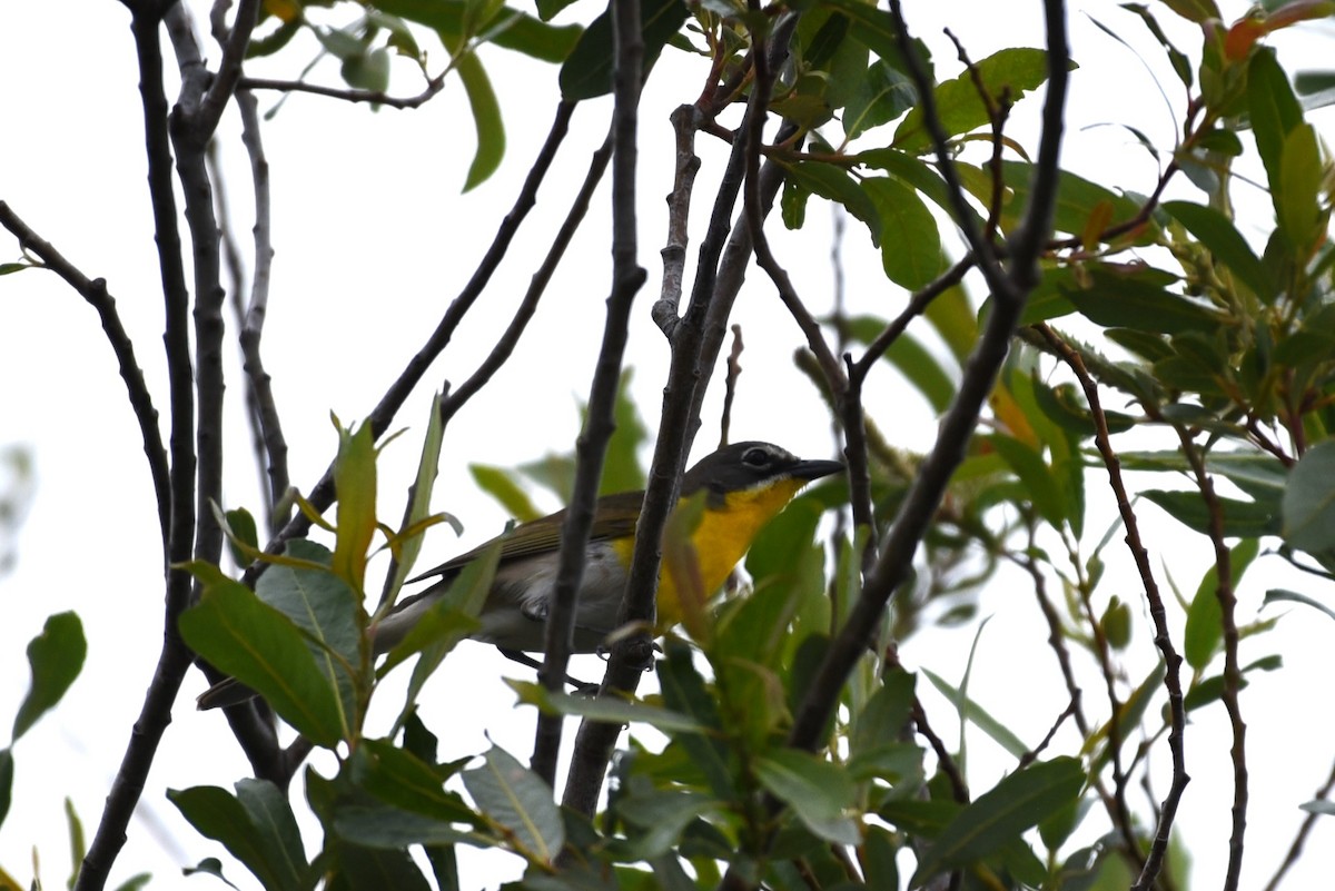 Yellow-breasted Chat - ML619581171