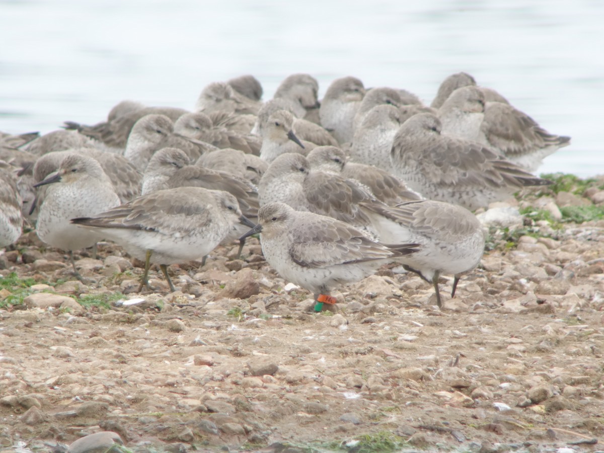 Red Knot - ML619581178