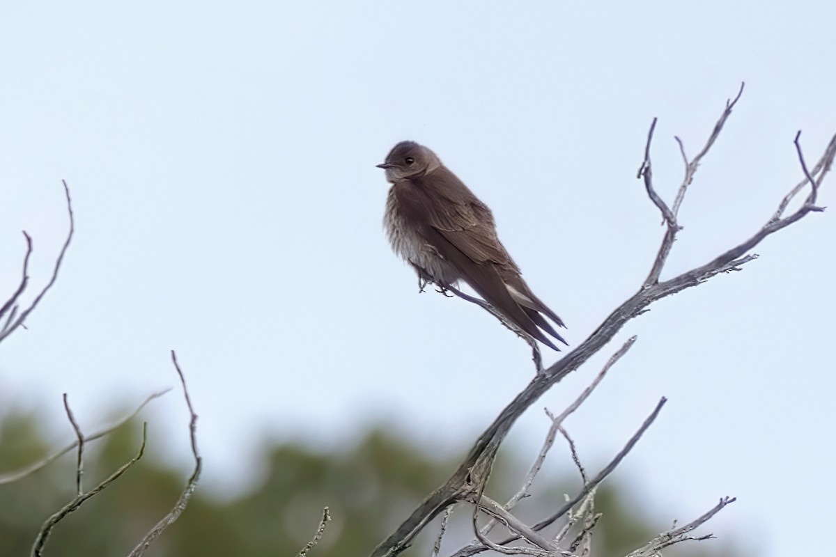 Northern Rough-winged Swallow - ML619581183
