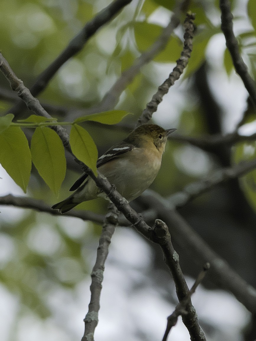 Bay-breasted Warbler - ML619581189