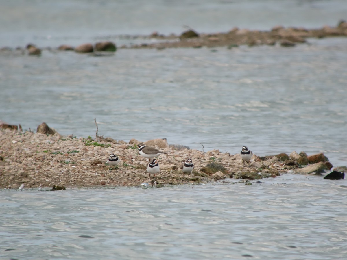 Common Ringed Plover - ML619581203