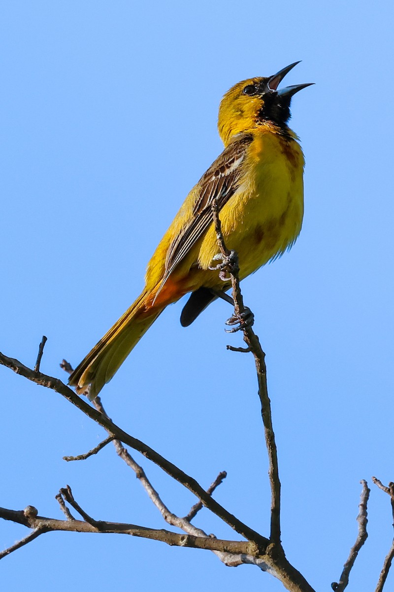 Orchard Oriole - ML619581254