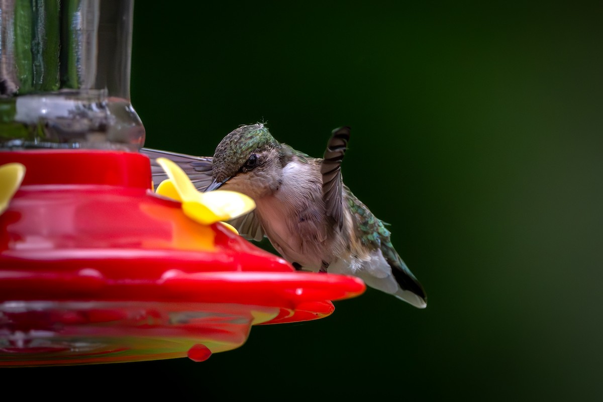 Ruby-throated Hummingbird - ML619581258