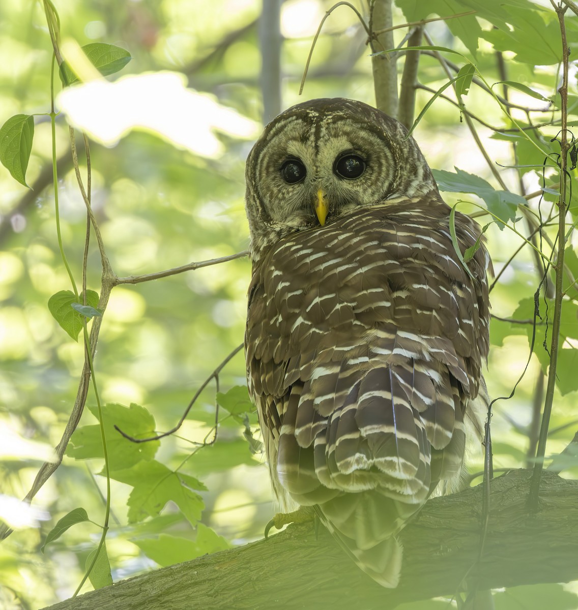 Barred Owl - ML619581330