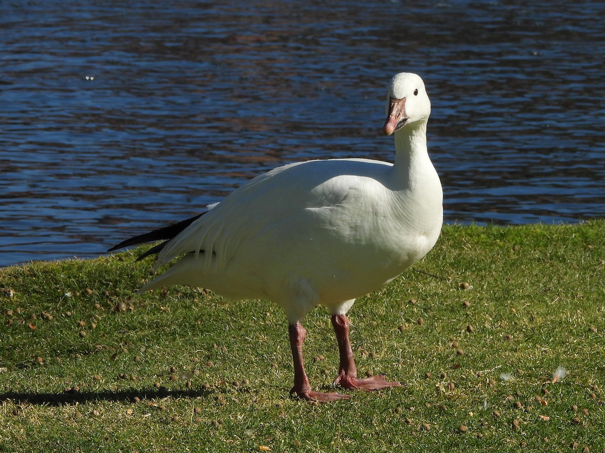 Snow Goose - ML619581346