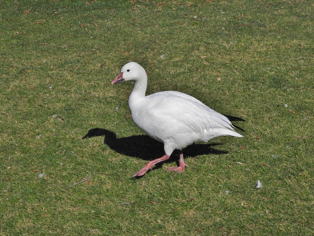Snow Goose - ML619581347