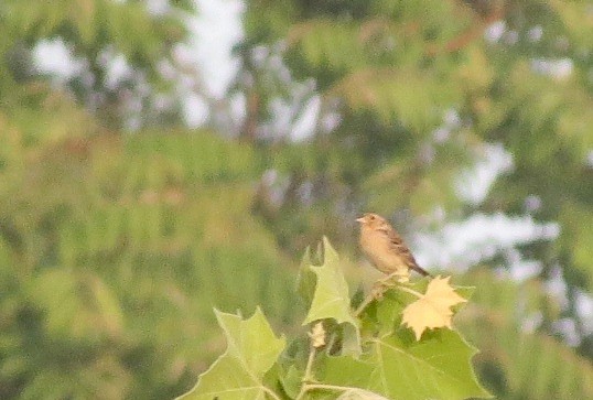 Grasshopper Sparrow - ML619581397