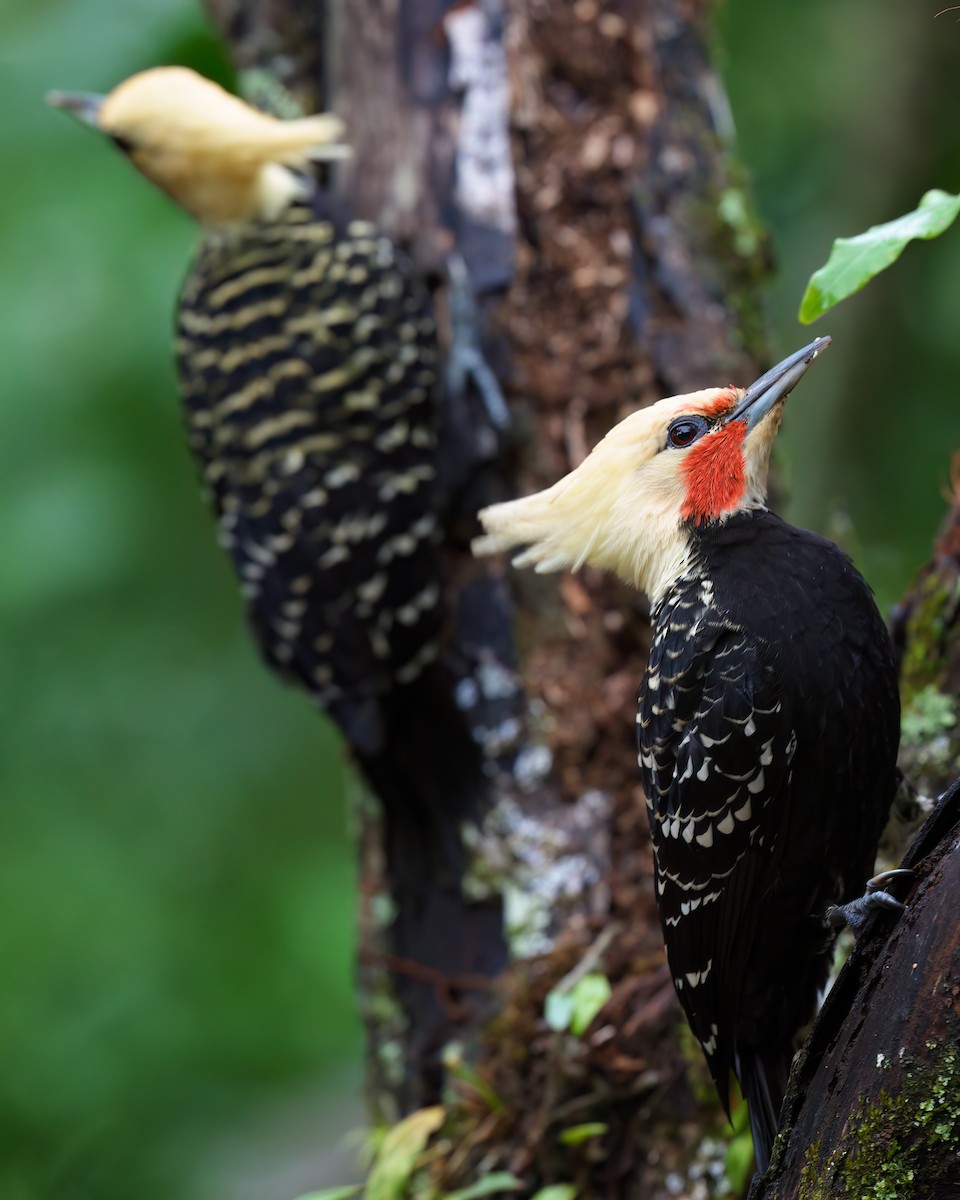 Blond-crested Woodpecker - ML619581428