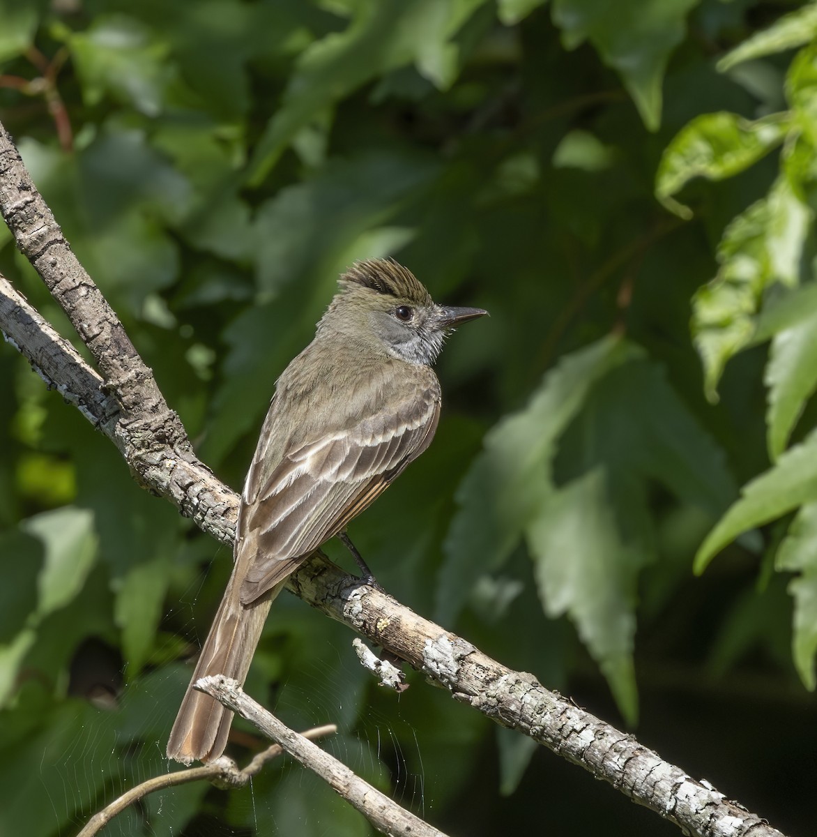Great Crested Flycatcher - ML619581456