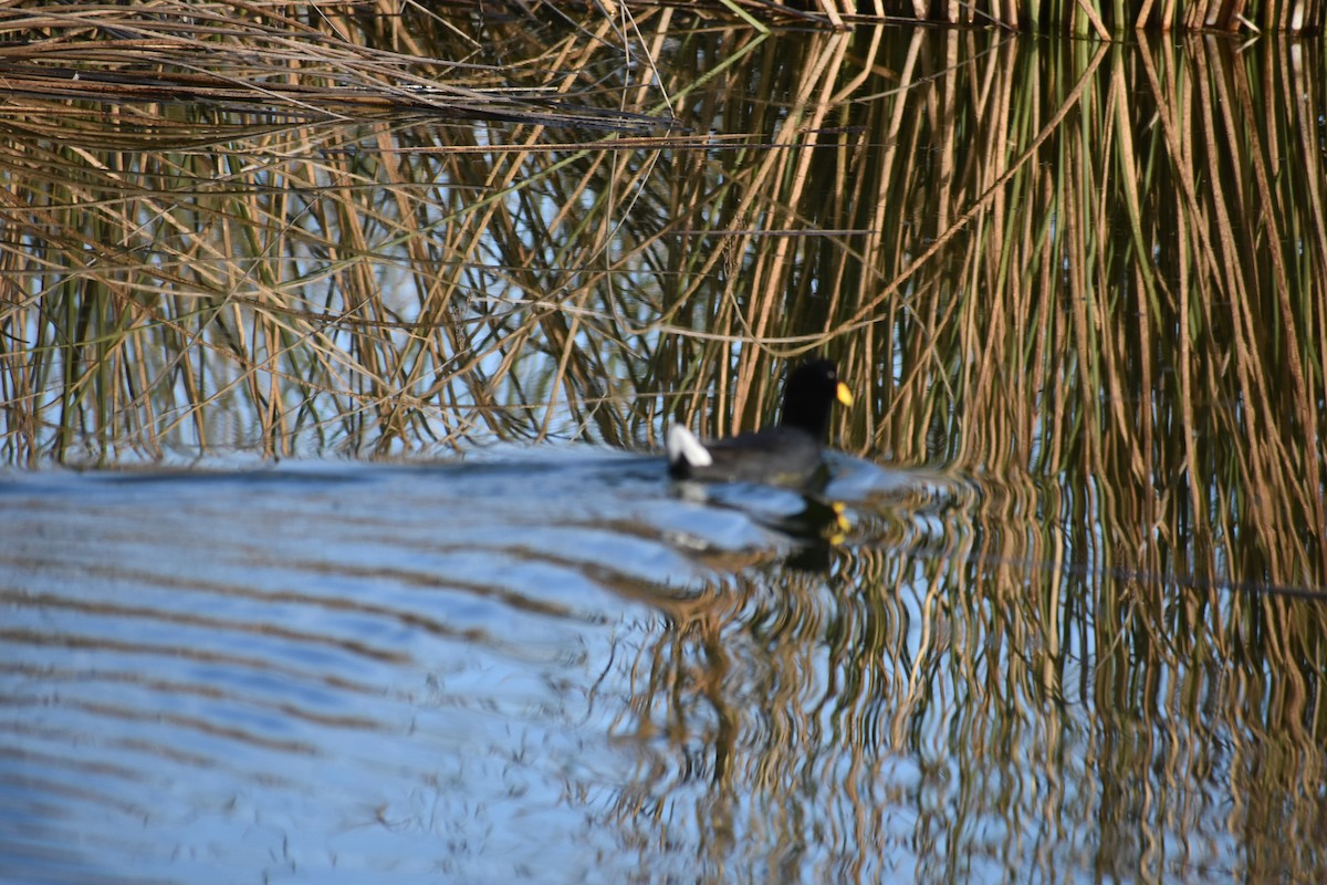 Red-fronted Coot - ML619581504