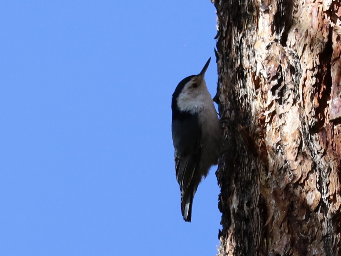 White-breasted Nuthatch - ML619581509