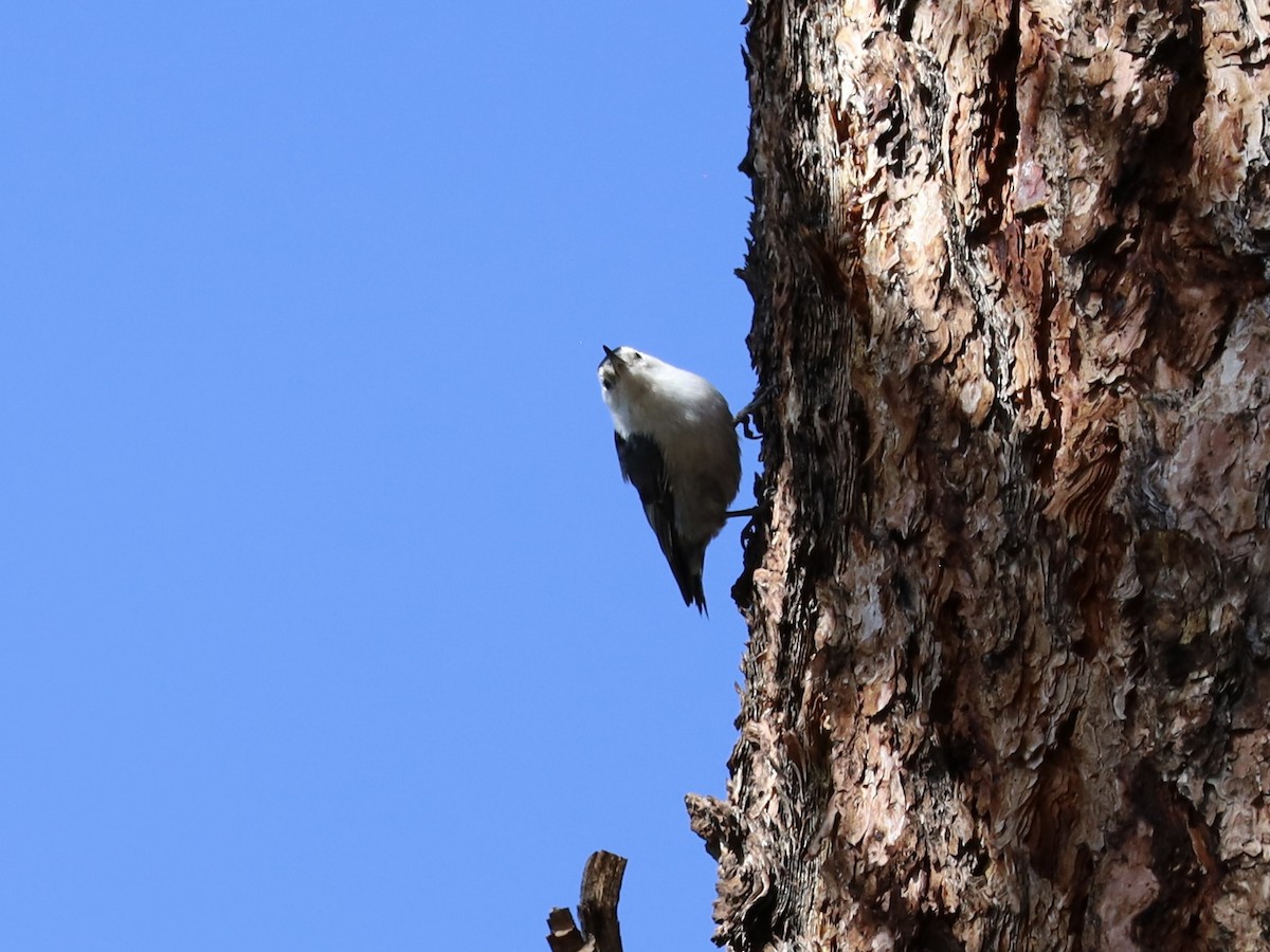 White-breasted Nuthatch - ML619581510
