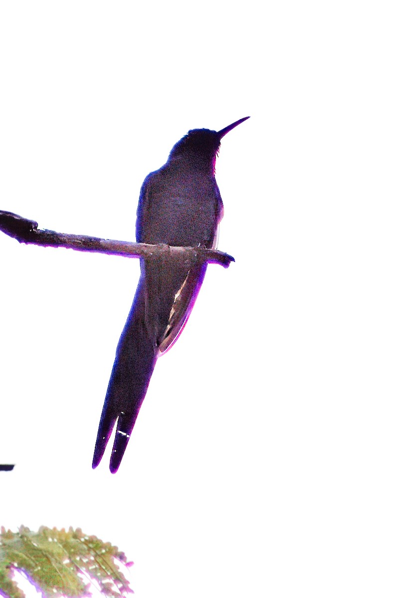 Swallow-tailed Hummingbird - ML619581543