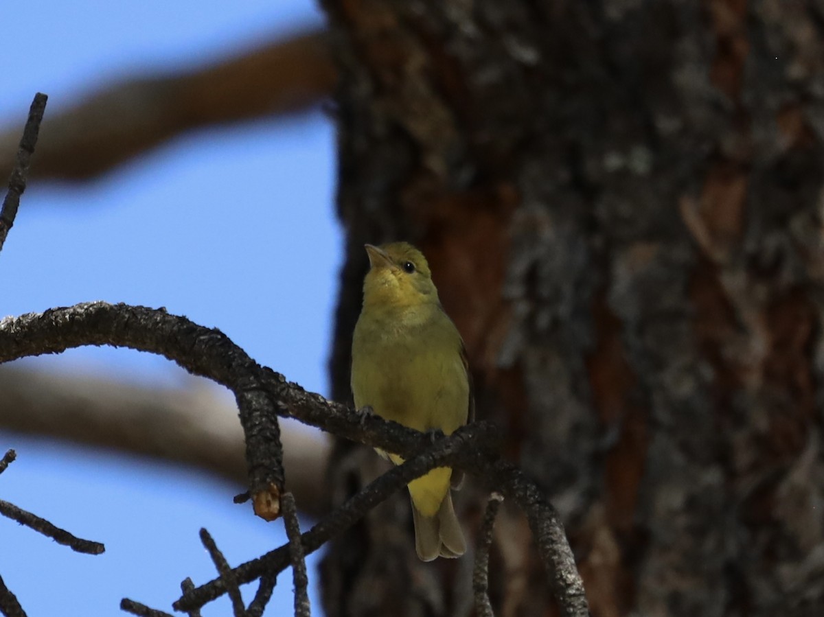 Western Tanager - ML619581551