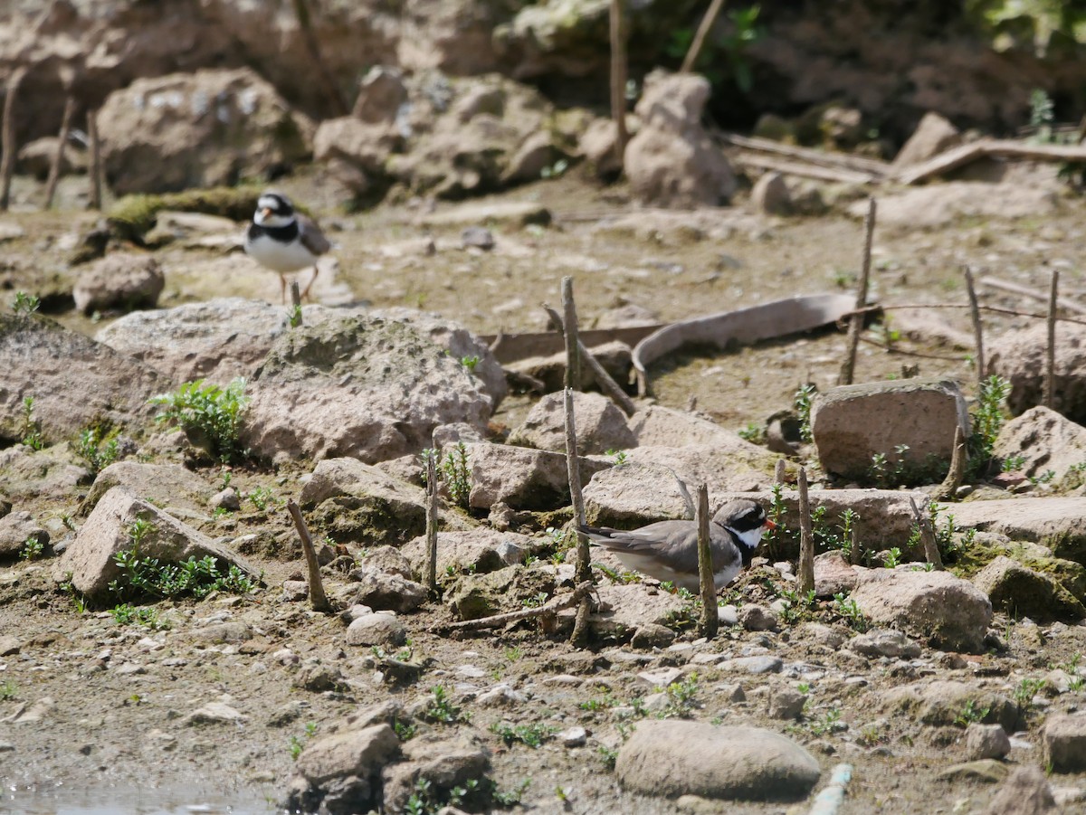 Common Ringed Plover - ML619581558