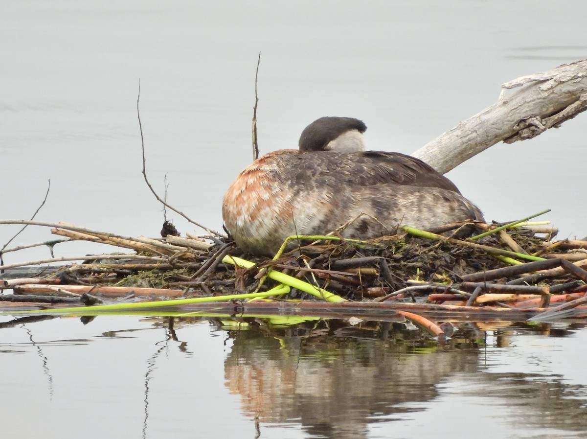 Red-necked Grebe - ML619581571