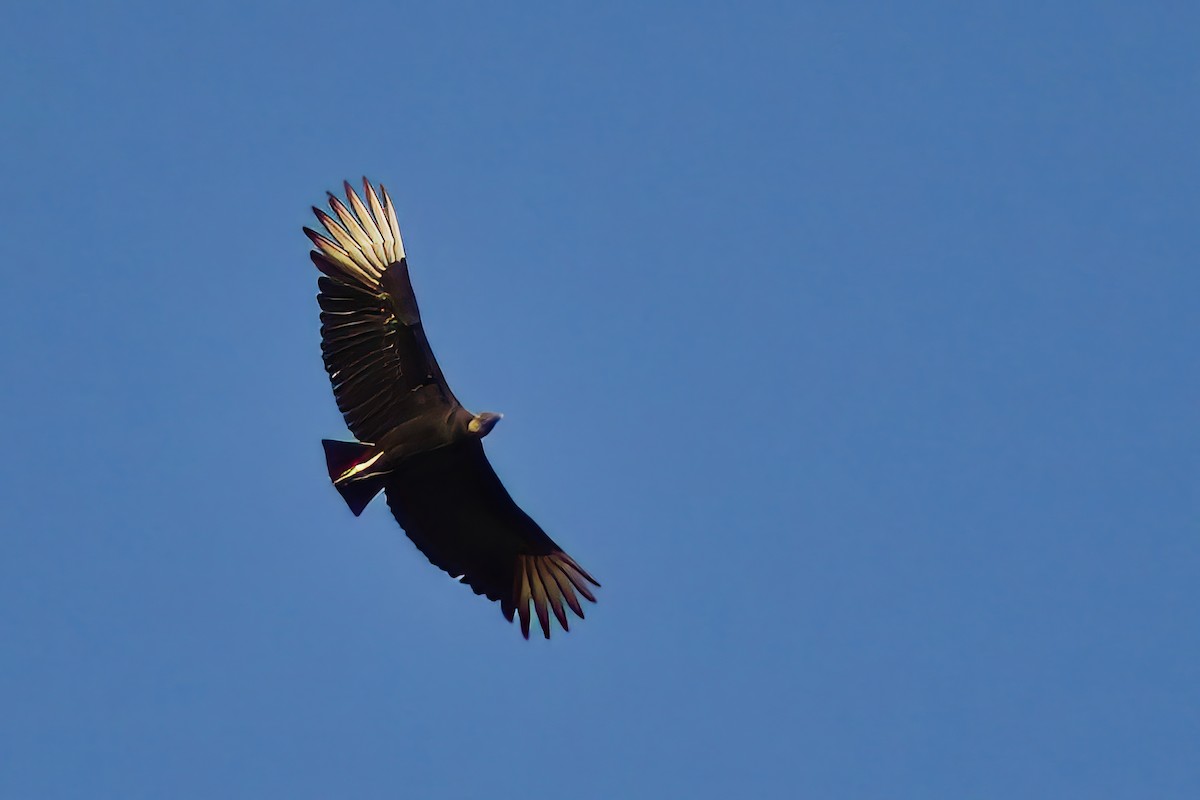 Black Vulture - ML619581578