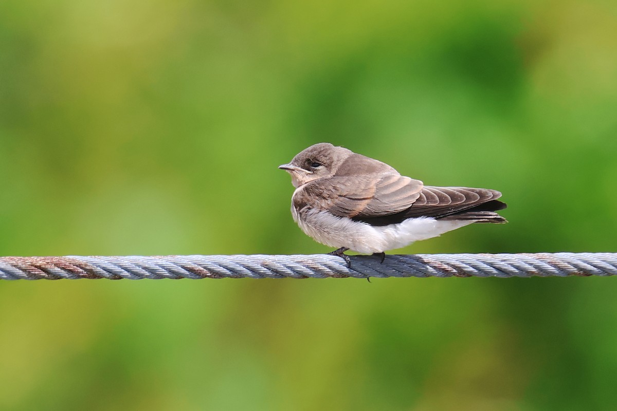 Northern Rough-winged Swallow - ML619581629