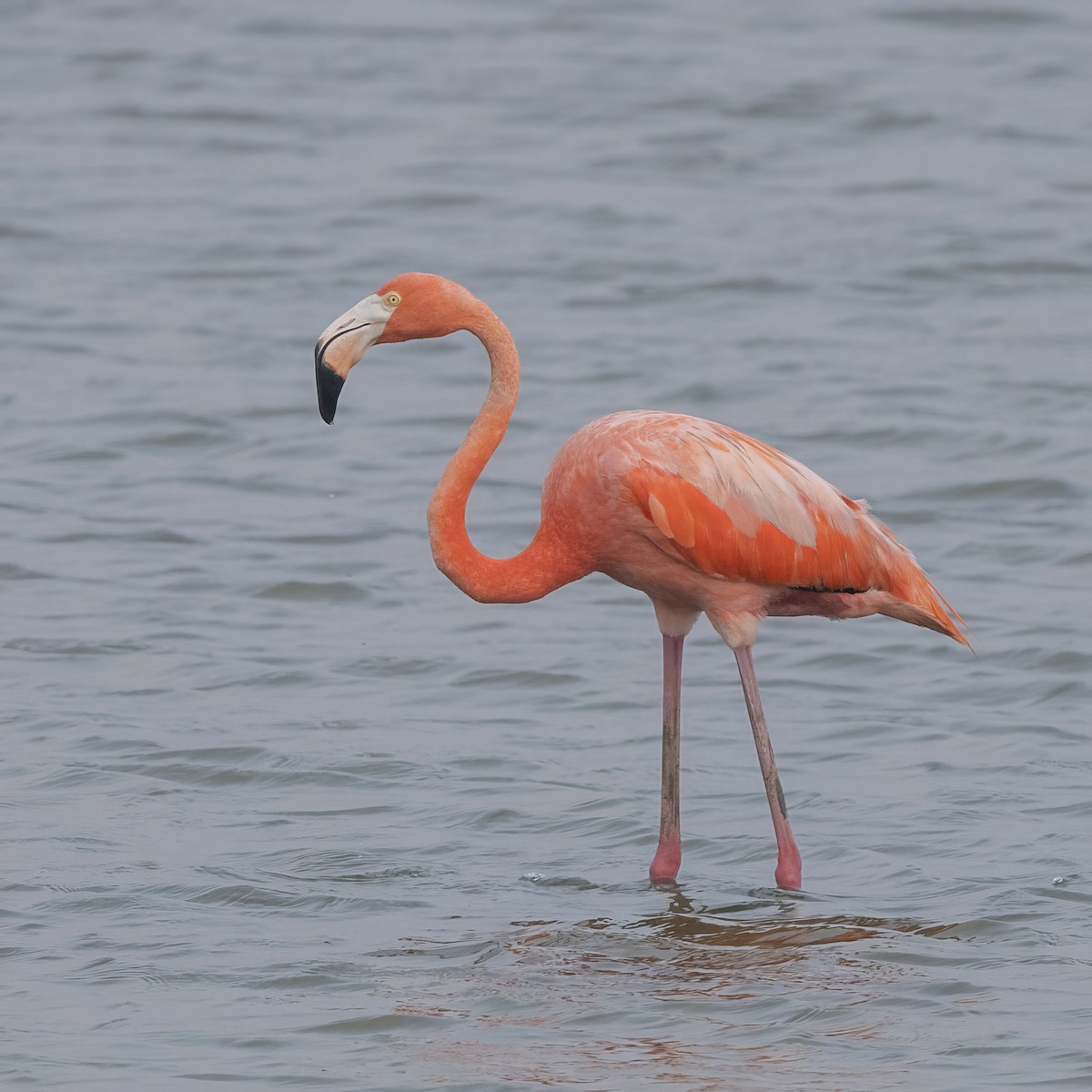 Amerika Flamingosu - ML619581660
