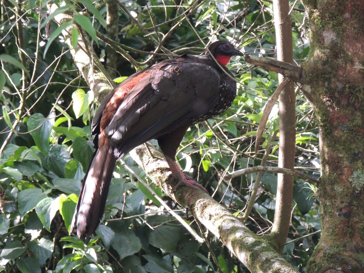 Crested Guan - ML619581671