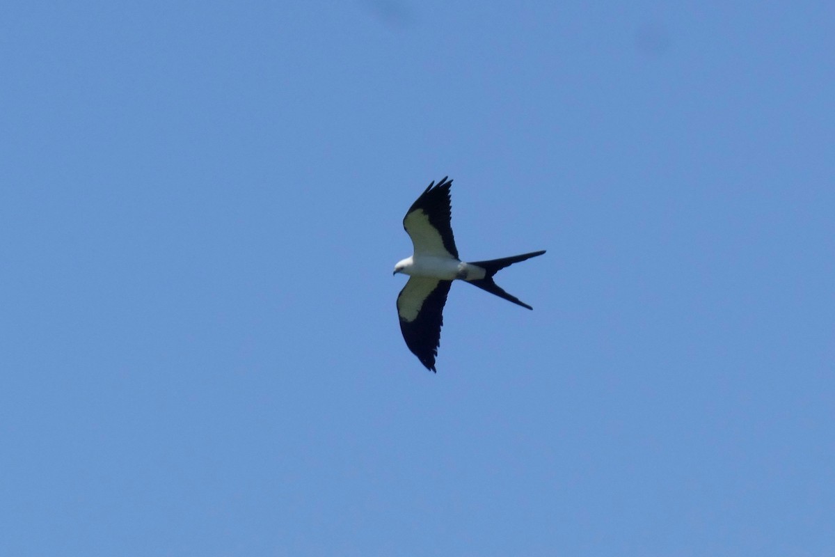 Swallow-tailed Kite - ML619581696