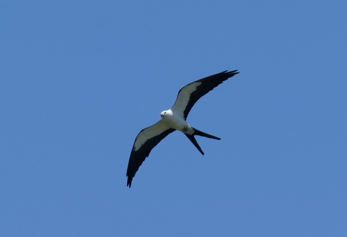 Swallow-tailed Kite - ML619581703
