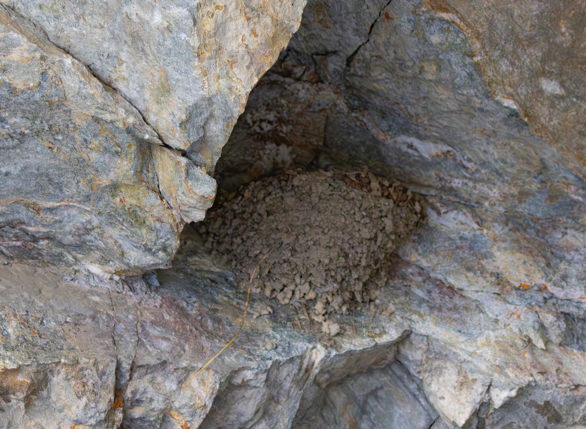 סנונית סלעים - ML619581726