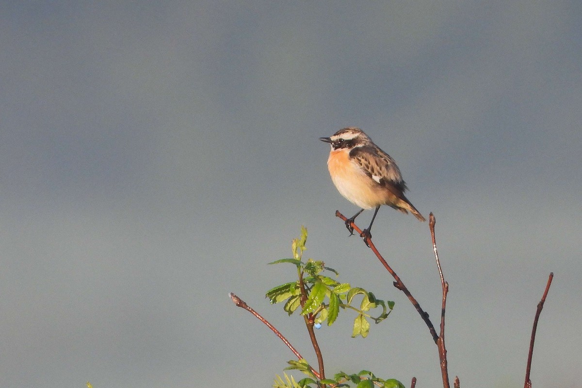 Whinchat - ML619581746