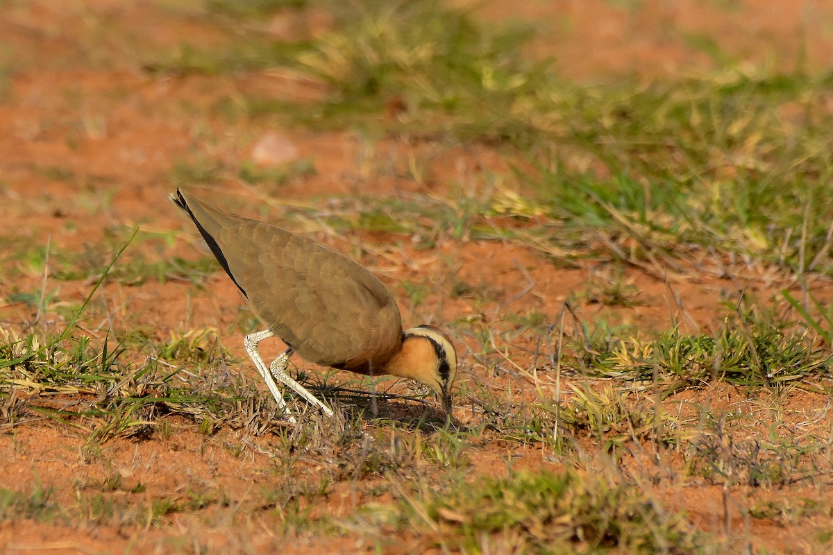Indian Courser - ML619581819