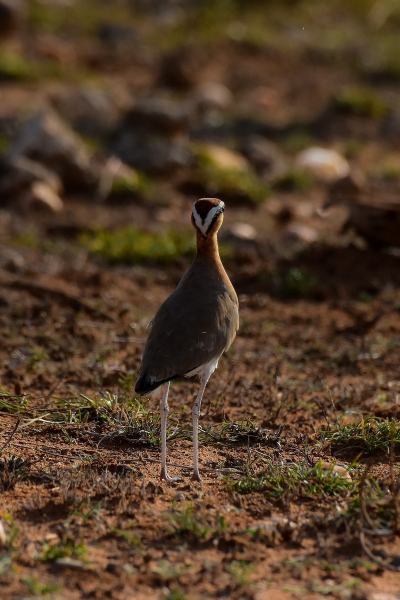 Indian Courser - ML619581831