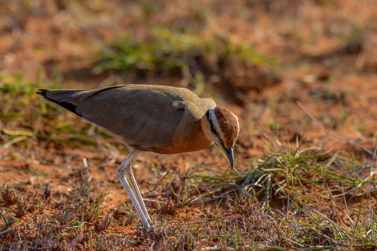 Indian Courser - ML619581834