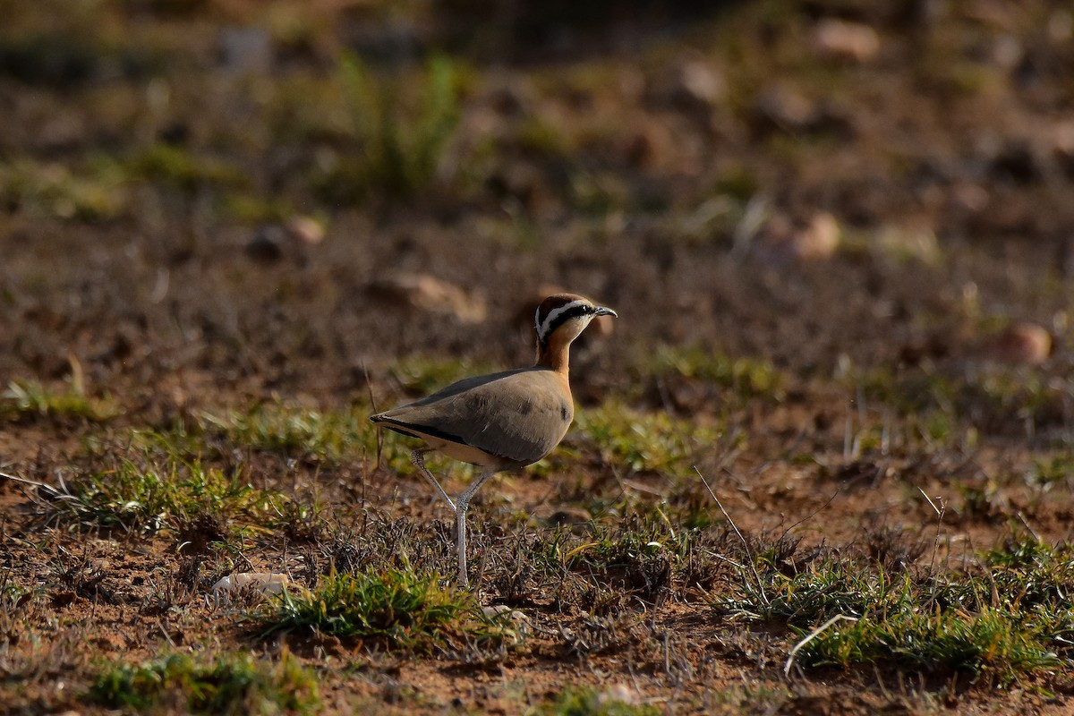 Indian Courser - ML619581835