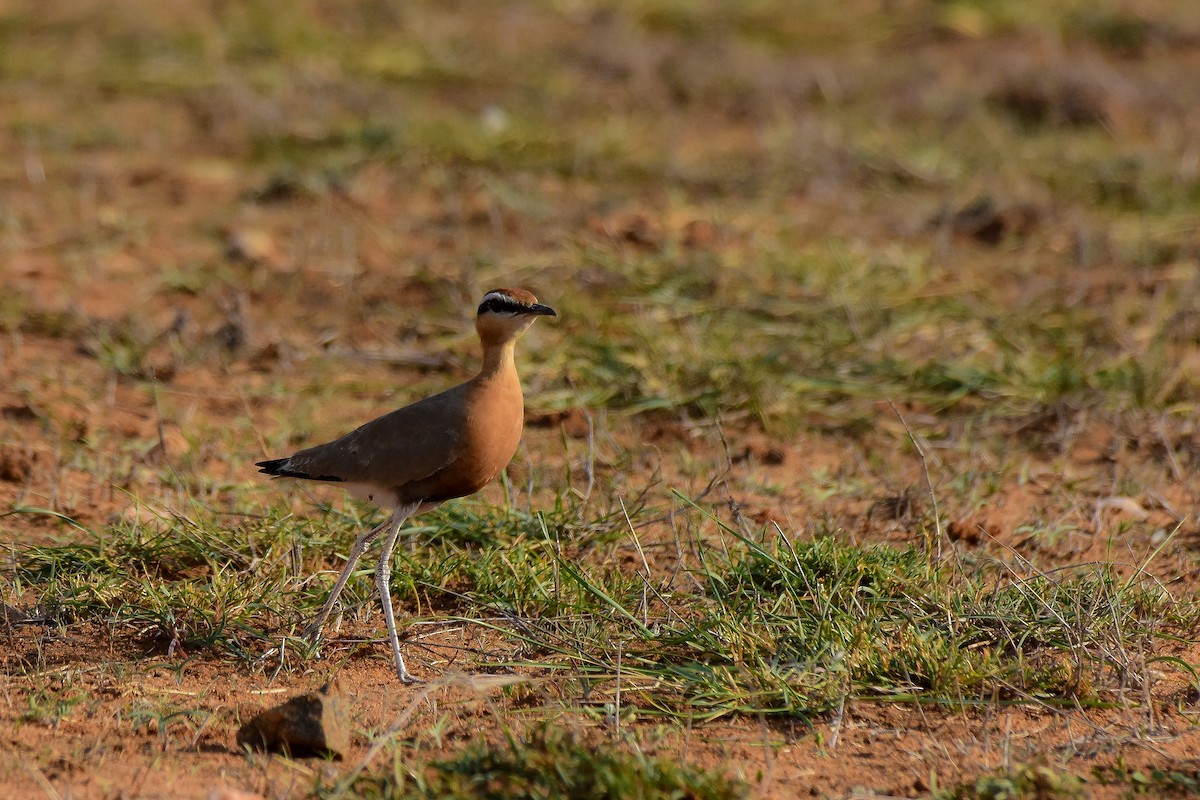 Indian Courser - ML619581836
