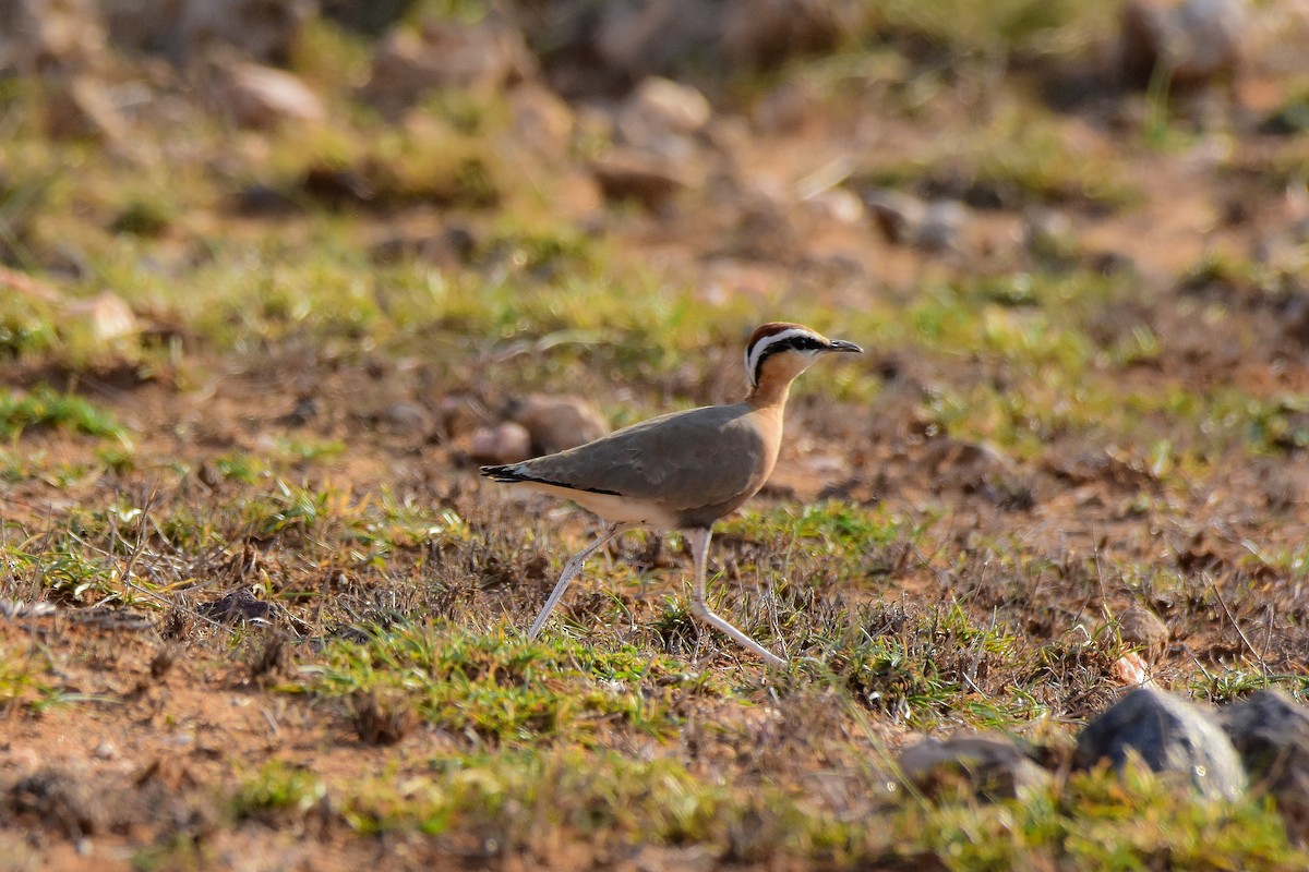 Indian Courser - ML619581837