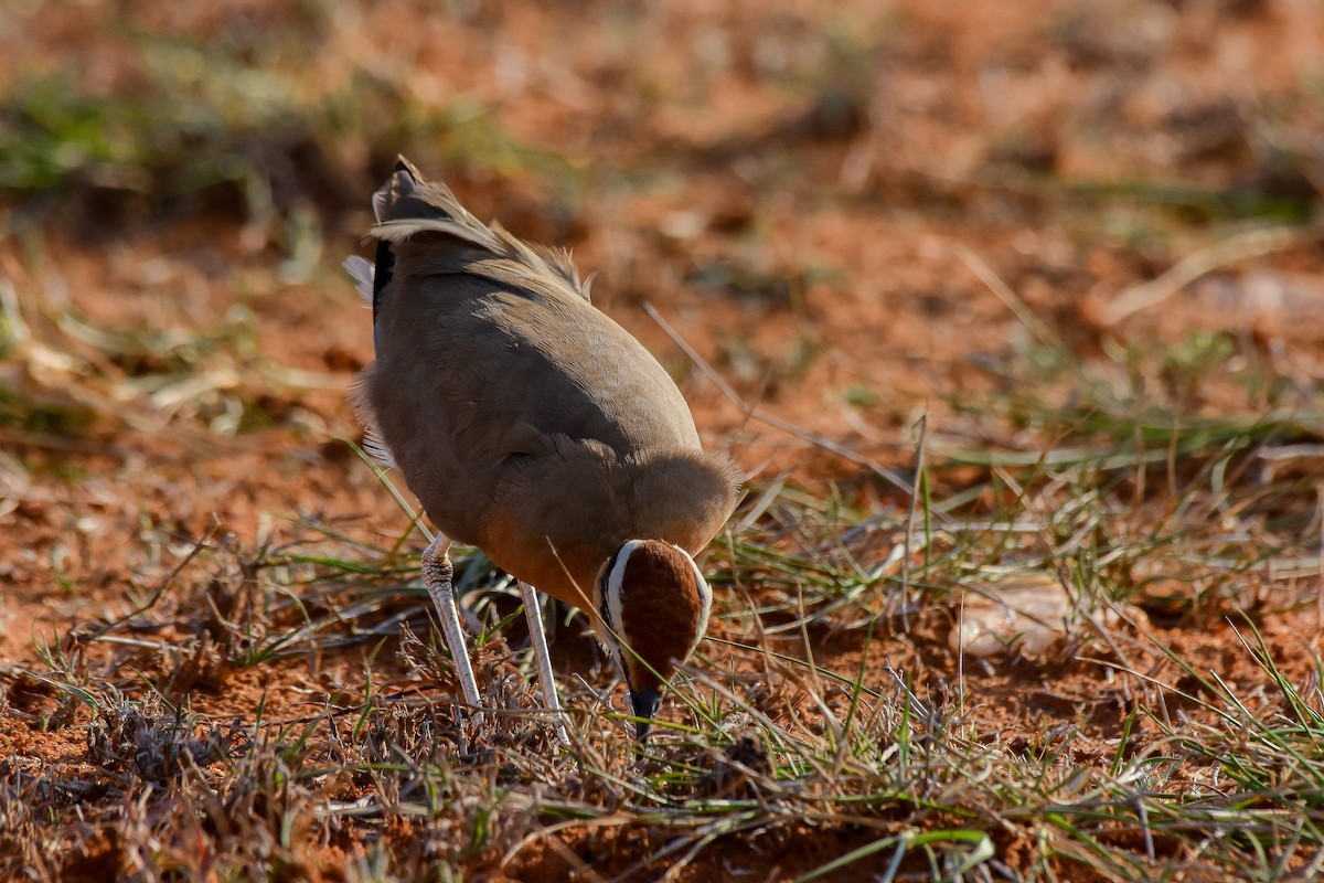 Indian Courser - ML619581838