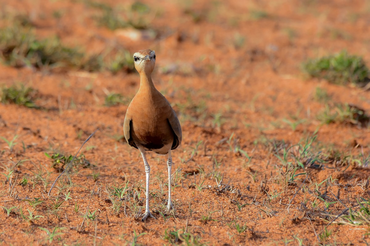 Indian Courser - ML619581839