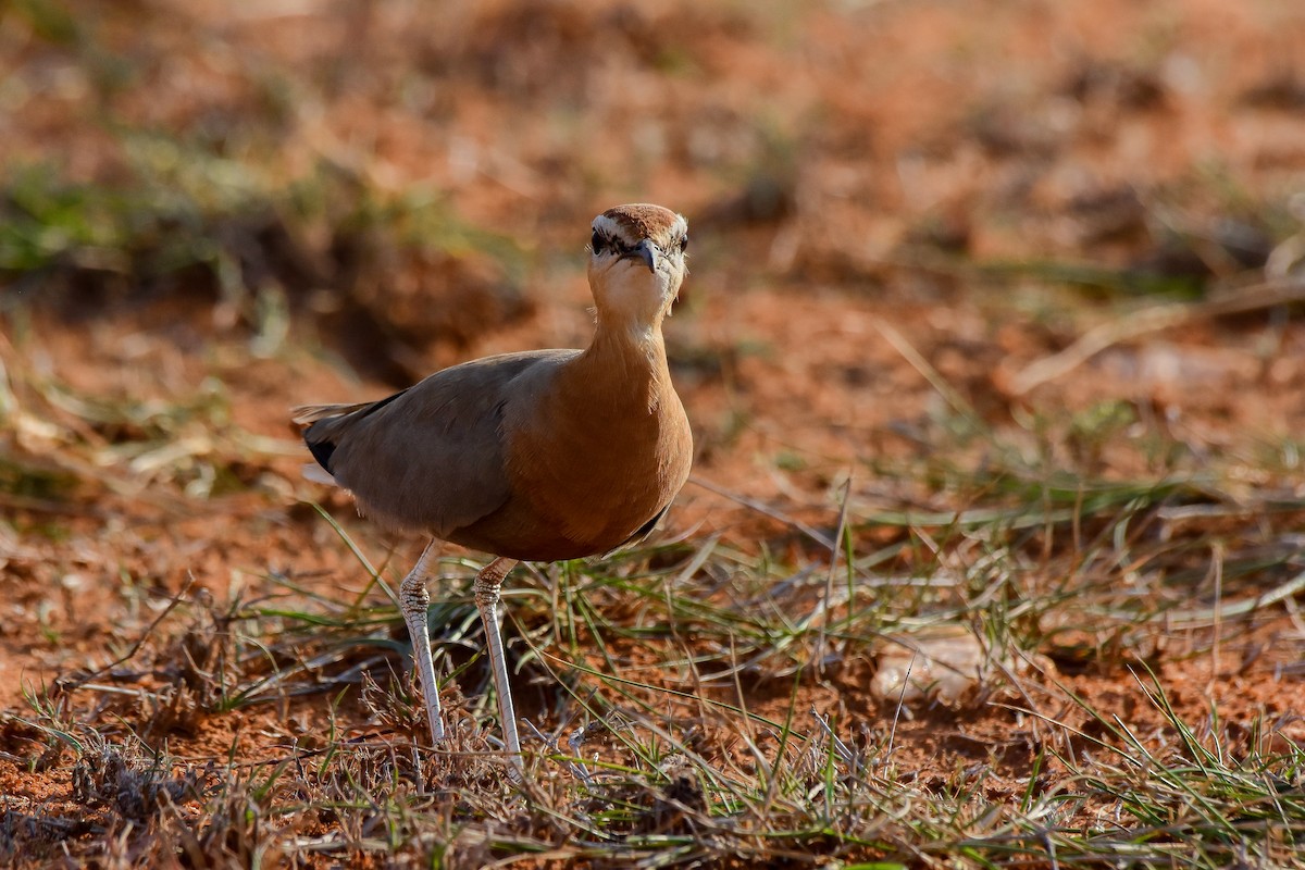Indian Courser - ML619581840