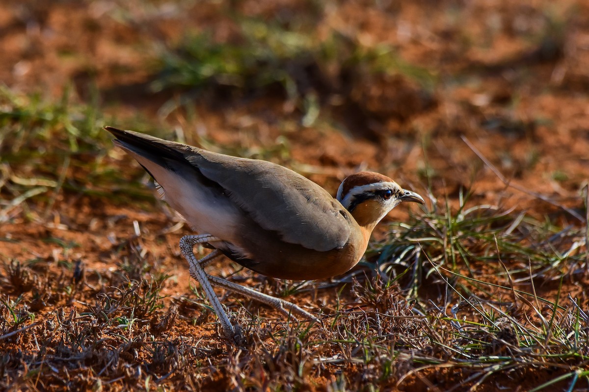 Indian Courser - ML619581842