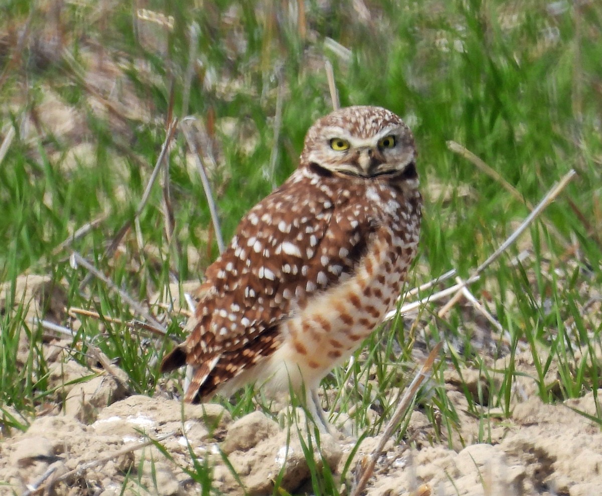 Burrowing Owl - ML619581870