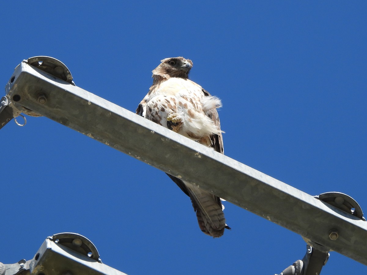 Red-tailed Hawk - ML619581904