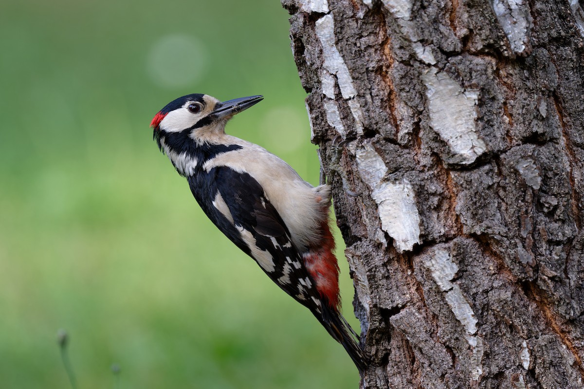 Great Spotted Woodpecker - ML619581914