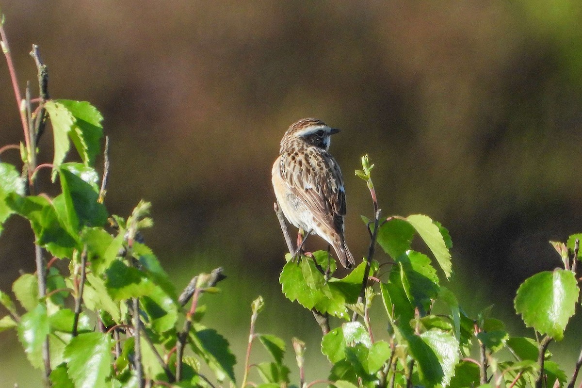 Whinchat - ML619581916