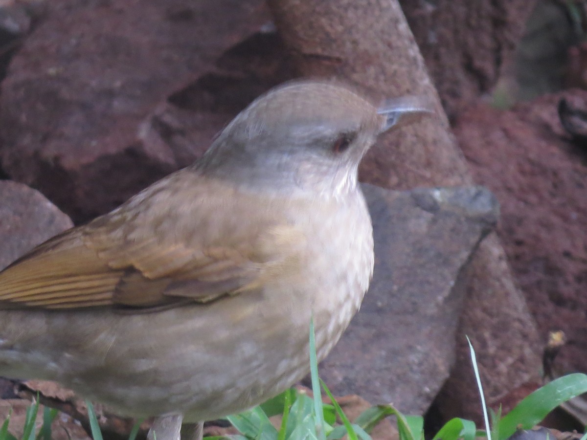 Pale-breasted Thrush - ML619581959