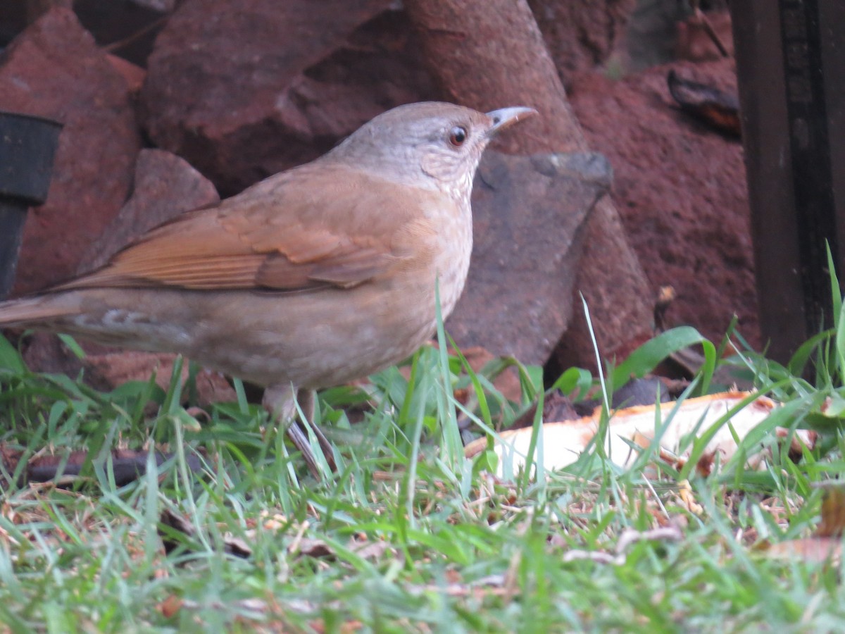 Pale-breasted Thrush - ML619581965