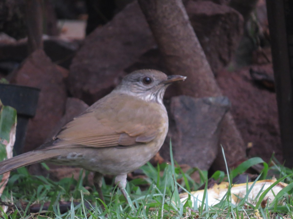 Pale-breasted Thrush - ML619581969